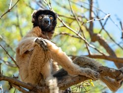 20210511004629 Masoala National Park crown sifaka lemur